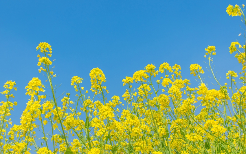 油菜花 蓝天 4K风景壁纸 3840x2400