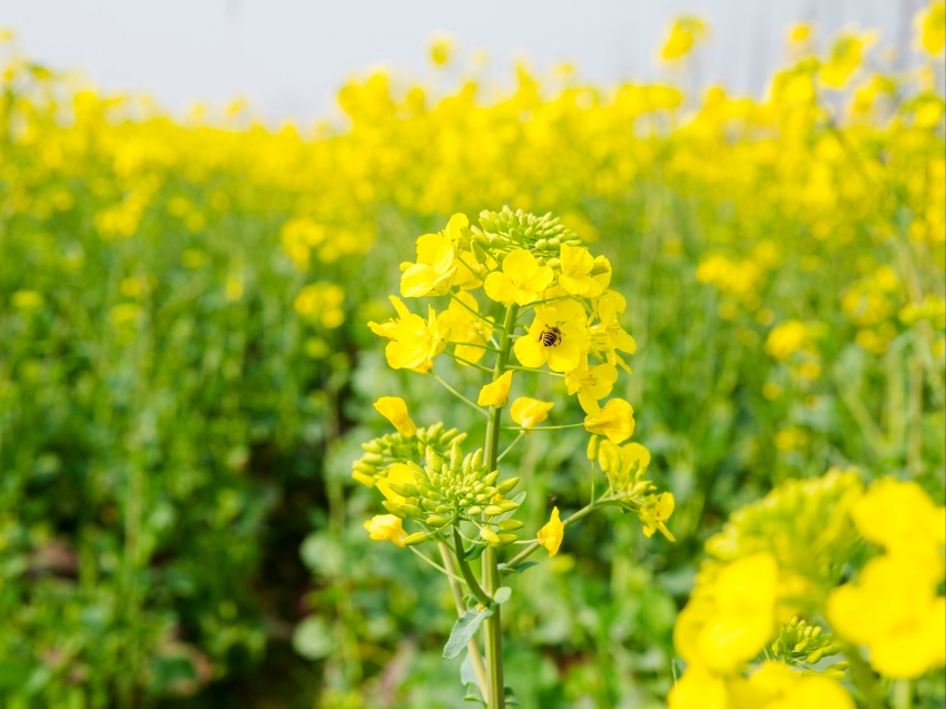 油菜花 蜜蜂 4K壁纸图片
