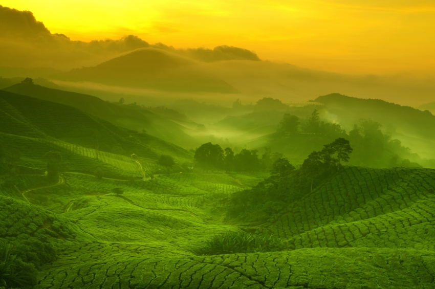 茶园风景图4K壁纸