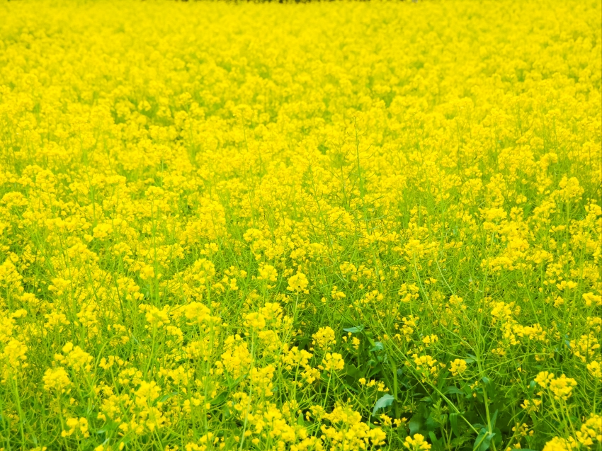 春天油菜花海5K高清壁纸图片