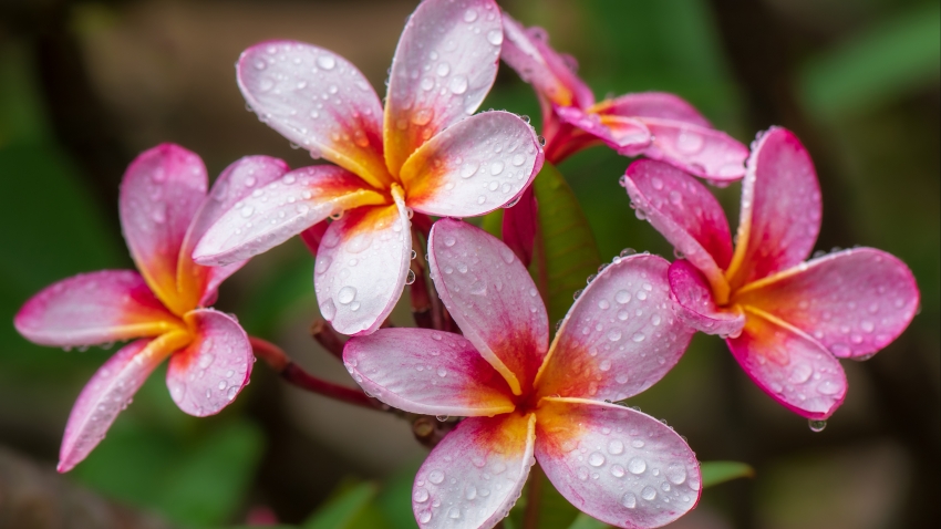 鸡蛋花4K壁纸